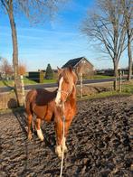stalling gezocht, Stalling, 1 paard of pony