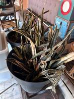 2 grote sanseverias, Huis en Inrichting, Kamerplanten, Ophalen, Halfschaduw, Minder dan 100 cm