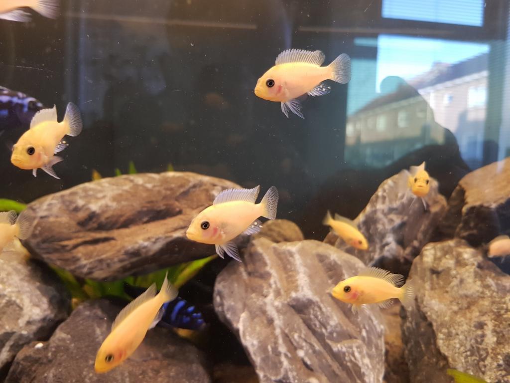 Malawi Cichliden gemixte groep (Mooi, sterk en gezond), Vis, Zoetwatervis