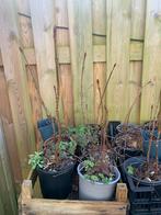 Gekweekte Paardenkastanje en Essen boompjes., Tuin en Terras, Ophalen, Volle zon, Overige soorten, Minder dan 100 cm