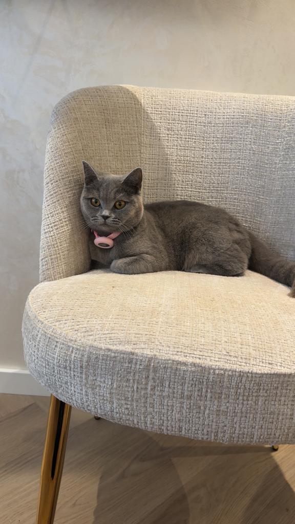 Briste korthaar, Poes, Ontwormd