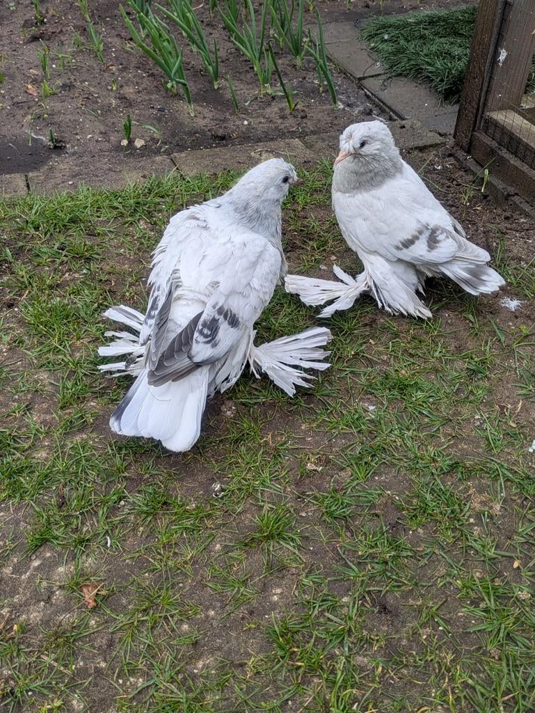 Takla Duiven, Dieren en Toebehoren, Pluimvee, Meerdere dieren, Kip