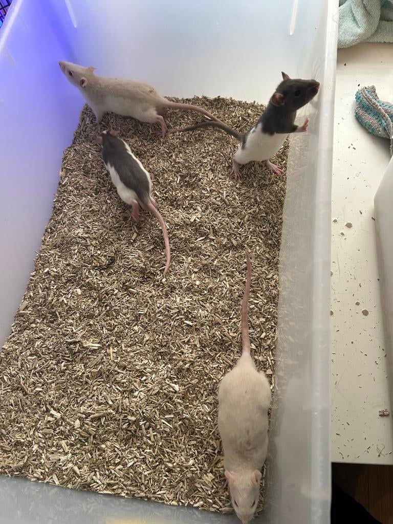 Tamme ratjes, Dieren en Toebehoren, Knaagdieren, Januari, Tam