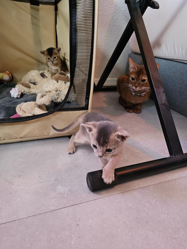 Raszuivere abessijn kittens met stamboom, Dieren en Toebehoren, Meerdere dieren, Met stamboom, 0 tot 2 jaar