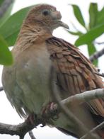 duivin blauwe grondduif, Meerdere dieren, Postduif