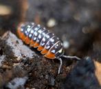Armadillidium Klugii Montenegro, Dieren en Toebehoren, Overige soorten