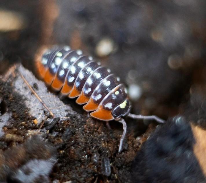 Armadillidium Klugii Montenegro, Dieren en Toebehoren, Insecten en Spinnen, Overige soorten