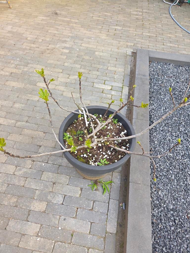 Ficus carica adriatic  met ent van Dalmatie vijg, Tuin en Terras, Planten | Tuinplanten, Ophalen of Verzenden, Overige soorten
