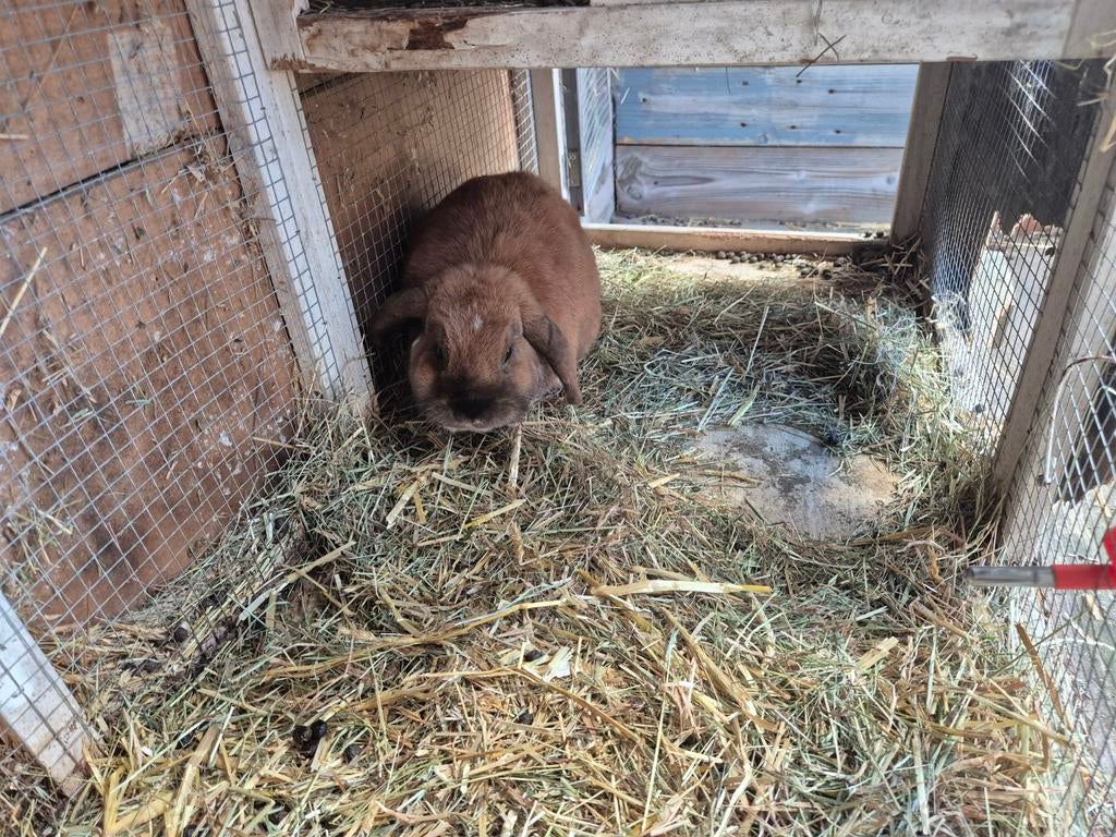 Konijnen met huis en alles, Dieren en Toebehoren, Konijnen