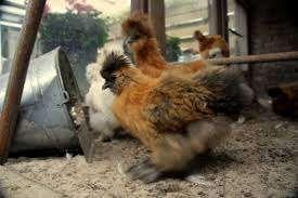 Zijdehoen kippen [Grote en Krielkippen], Dieren en Toebehoren, Pluimvee, Vrouwelijk, Kip