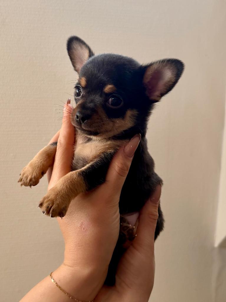 Chihuahua pups, Reu, 8 tot 15 weken, Meerdere, Chihuahua