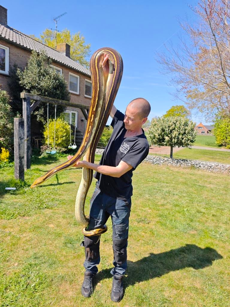 Python retic Phantom Tiger Reticulated Python - female for sale from MK Woodworks