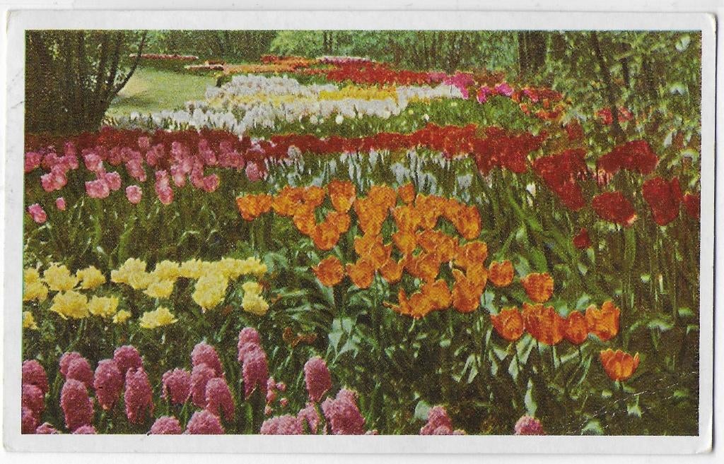 Lisse Keukenhof Oude gelopen Ansichtkaart (B3287 ), Ophalen of Verzenden, 1960 tot 1980, Gelopen