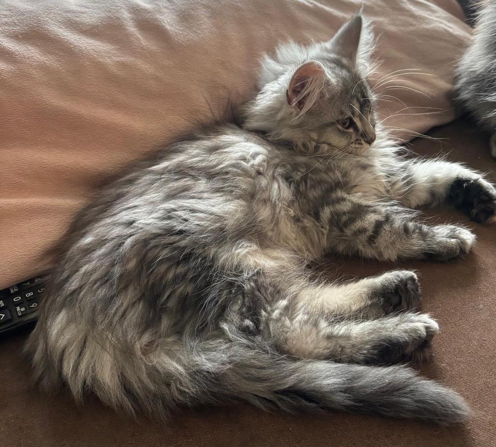 Blue silvertabby poes mainecoon., Dieren en Toebehoren, Katten en Kittens | Overige Katten, Poes, Langharig, 0 tot 2 jaar