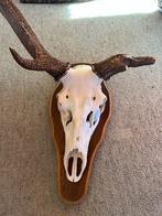 Hertenschedel met Gewei op Houten Plaque, Ophalen, Gebruikt, Hert, Schedel