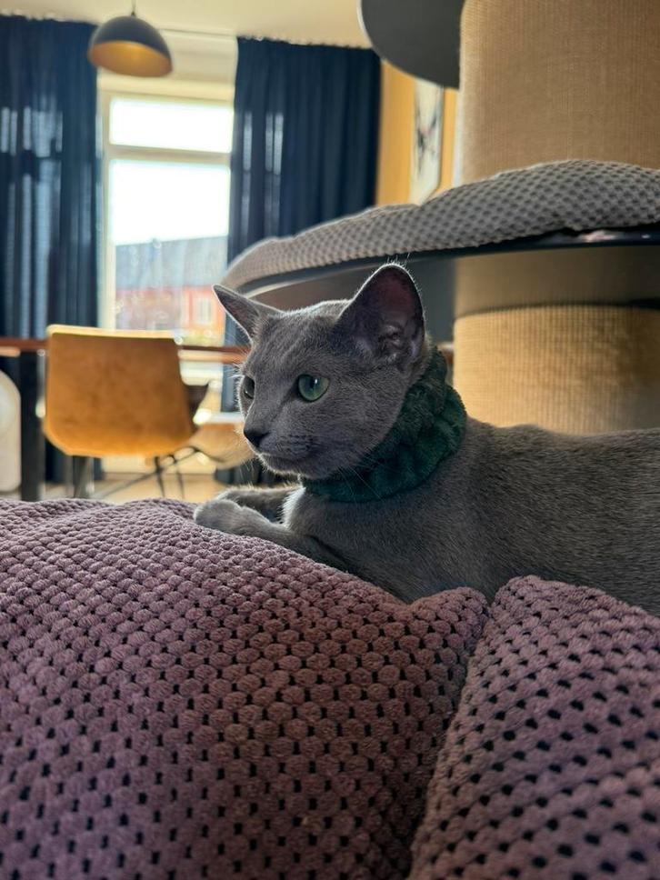 Blauwe rus poes, Dieren en Toebehoren, Katten en Kittens | Raskatten | Korthaar, Poes, 0 tot 2 jaar, Met stamboom, Gechipt, Ontwormd