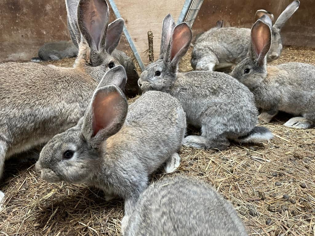 VLAAMSE REUS JONGEN, Dieren en Toebehoren, Konijnen, Mannelijk, Groot