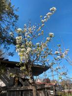 Hoogstam oude bio gekweekte  perenbomen €175,00 pst, Lente, Ophalen of Verzenden, 250 tot 400 cm, Perenboom