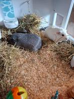 Gratis twee cavia beertjes 5 mnd, Cavia, Mannelijk, November, Tam