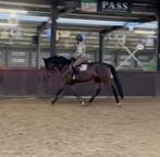 Allerliefste 8jarige allround ruin, Dieren en Toebehoren, Paarden, B, Ruin, 7 tot 10 jaar, Recreatiepaard