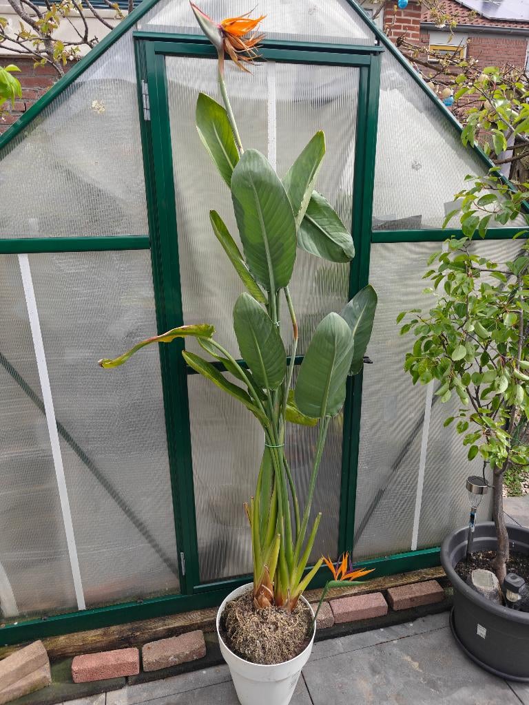 Hele mooie paradijs vogelbloem waar zeker bloemen inkomen, Ophalen, Overige soorten, Halfschaduw, In pot