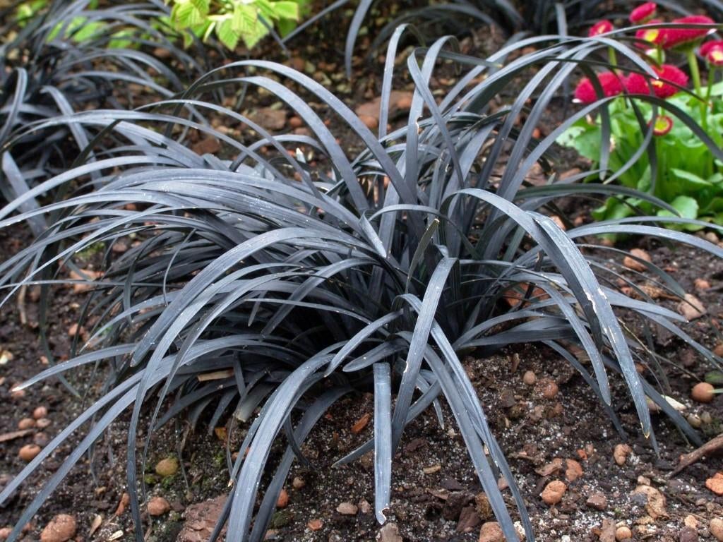 Zwarte Slangenbaard Ophiopogon planiscapus Niger, Tuin en Terras, Bodembedekkers, Vaste plant, Ophalen of Verzenden, Bloeit niet
