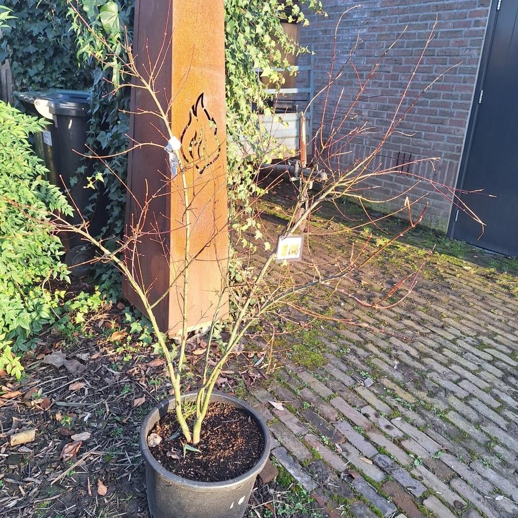 planten en bomenmarkt zaterdag 18 april, Tuin en Terras, Planten | Bomen, Overige soorten, 250 tot 400 cm, Zomer, Ophalen