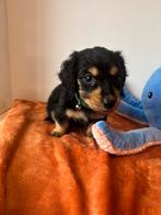 Dwerg teckel pup STAMBOOM, België, Particulier, 8 tot 15 weken, Dwerg