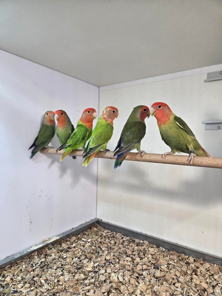 Roseicollis 6 stuks 2026, Geslacht onbekend, Dwergpapegaai of Agapornis, Geringd