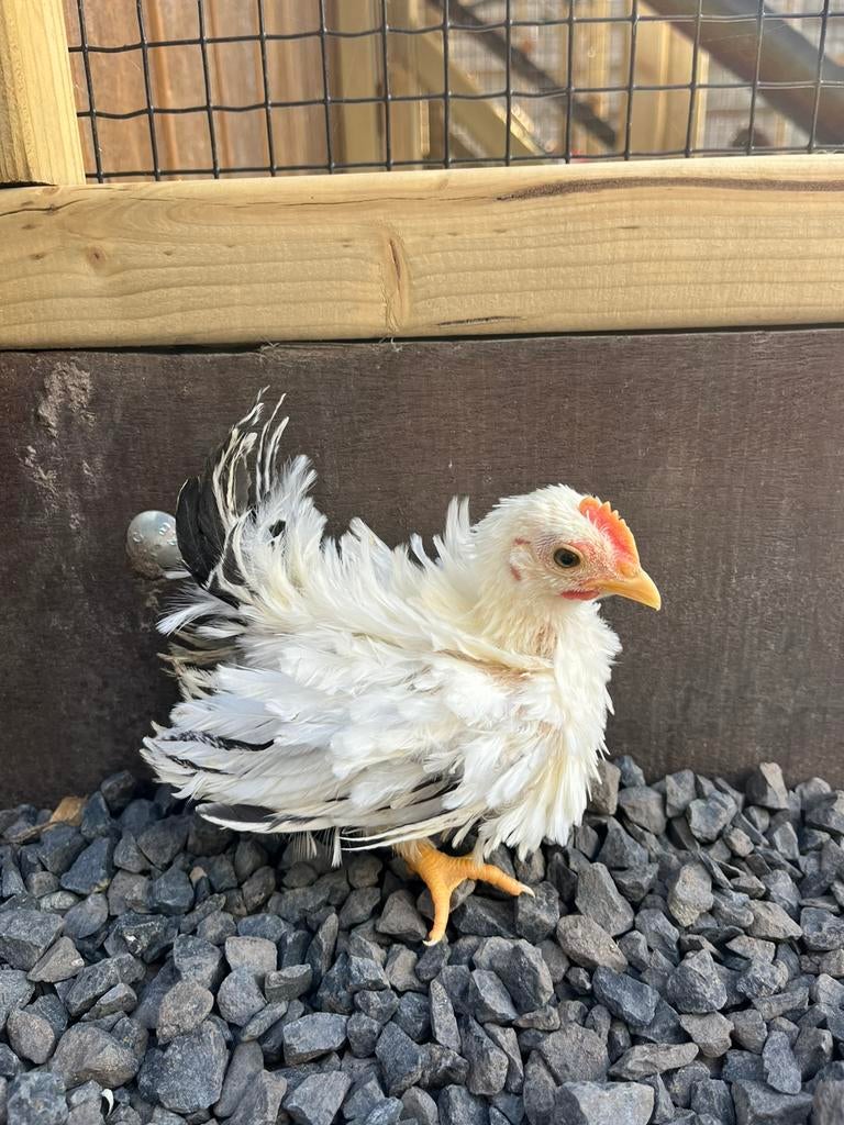 Chabo wit zwartstaart hanen, Dieren en Toebehoren, Pluimvee, Mannelijk, Kip