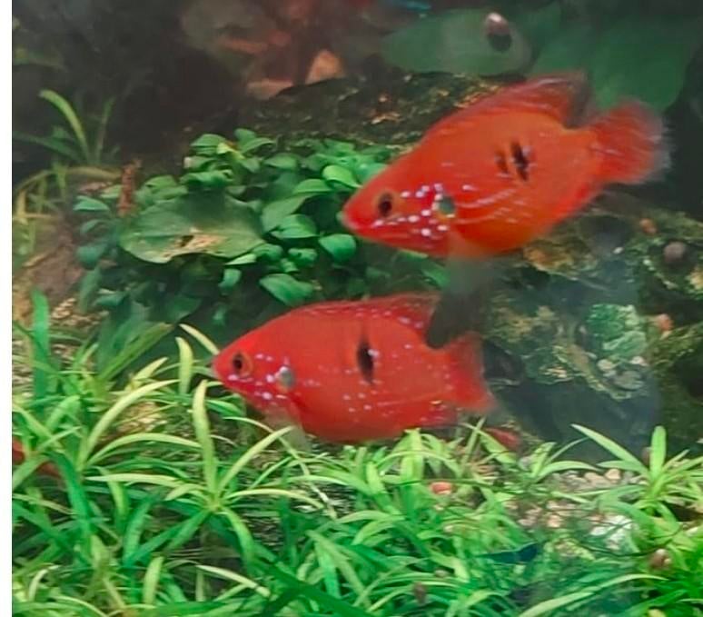 Twee hele mooie rode Acara's, Ophalen, Zo goed als nieuw