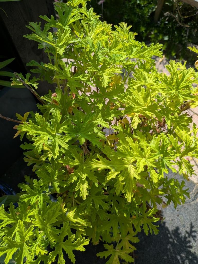 Citroen Begonia, Ophalen of Verzenden, Halfschaduw, Minder dan 100 cm