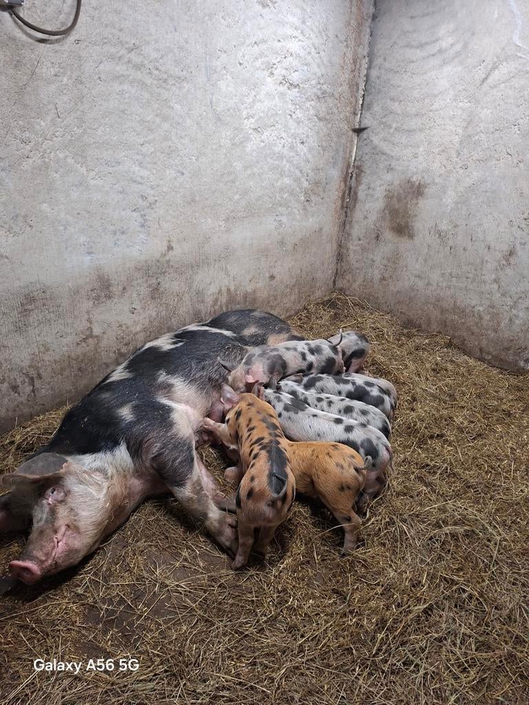 Scharrelbiggen, Meerdere dieren, Varken