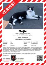 Kat vermist,,,Sojic met het zwarte vlekje op zijn witte kin, Dieren en Toebehoren, Vermiste en Gevonden Dieren, Kat