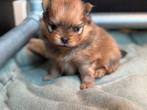 Pomeriaan pups orange sable, Dieren en Toebehoren, Honden | Chihuahua's en Gezelschapshonden, HCC (leverziekte), 8 tot 15 weken