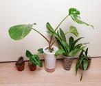 Set populaire kamerplantjes, anthurium, alocasia, monstera, Huis en Inrichting, Overige soorten, In pot, Minder dan 100 cm, Groene kamerplant