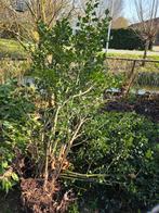 3 grote hulst struiken gratis op te halen, Bloeit niet, Halfschaduw, 100 tot 250 cm, Overige soorten