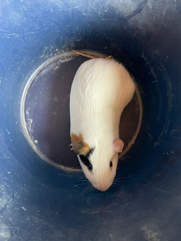 Lieve tamme cavia, Dieren en Toebehoren, Knaagdieren, Februari, Mannelijk, Cavia