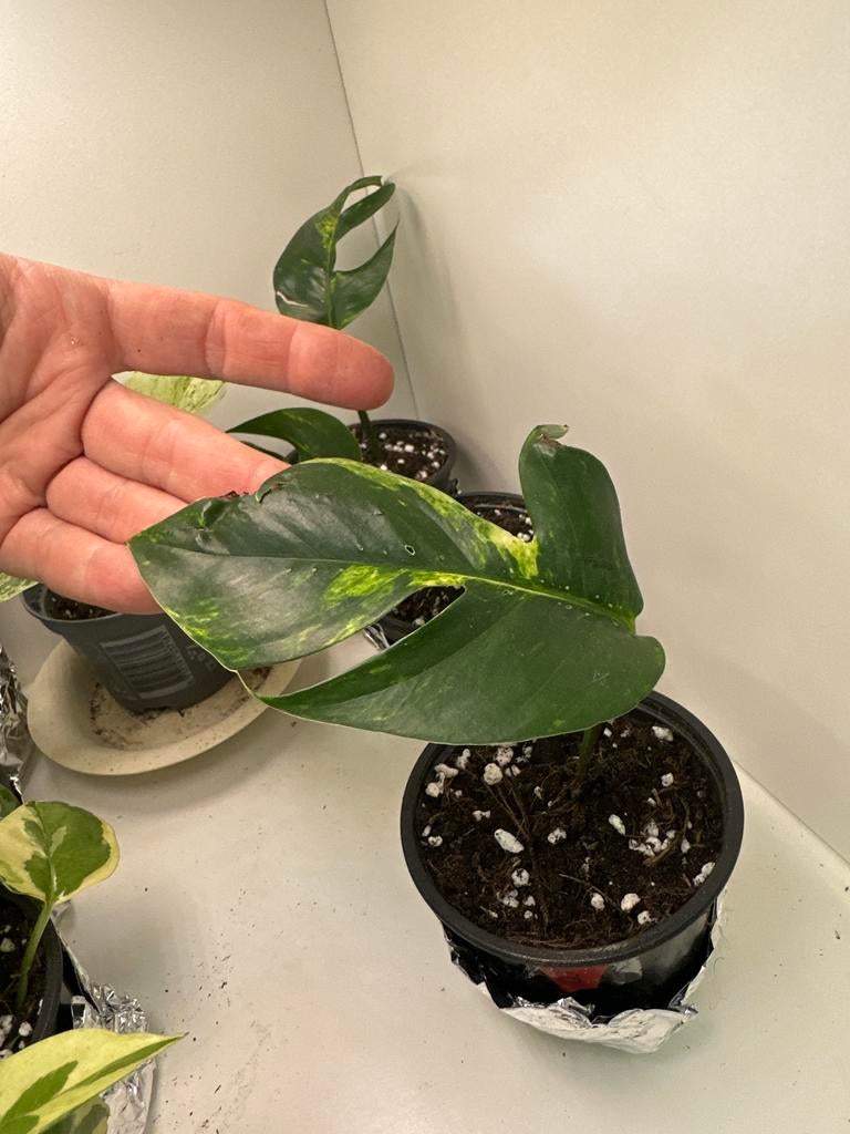 Epipremnum pinnatum Cintho Goldfinger - #3, Huis en Inrichting, Kamerplanten, Ophalen
