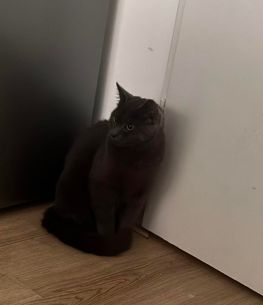 kat, Ophalen of Verzenden, Zo goed als nieuw