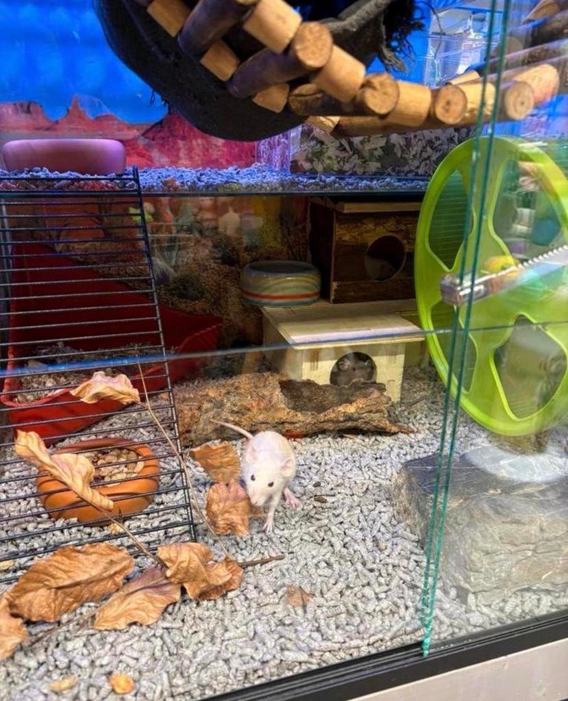 Jonge tamme dwergratjes ( vrouw) rechtstreeks van de fokker, Dieren en Toebehoren, Rat, Vrouwelijk, Januari, Tam