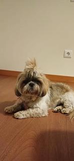 Shih Tzu puppies, Dieren en Toebehoren, 8 tot 15 weken, Meerdere, Meerdere dieren, Nederland
