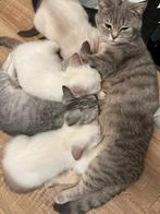 Britse korthaar kittens te koop, Meerdere dieren