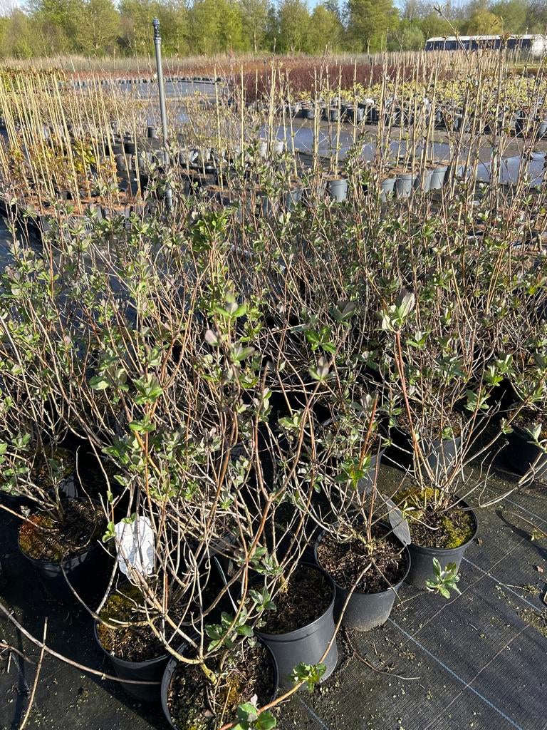 Lonicera 'Honey Baby' - Geurende Kamperfoelie, Tuin en Terras, Planten | Tuinplanten, Ophalen, Vaste plant, Halfschaduw, Klimplanten