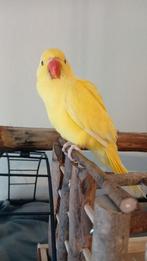 Vermist Mia, Dieren en Toebehoren, Vermiste en Gevonden Dieren