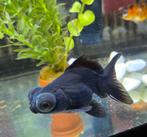 Goudvis sluierstaart telescoopoog, Vis