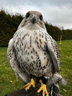 Vogel vermist., Vrouwelijk, Roofvogel, Geringd