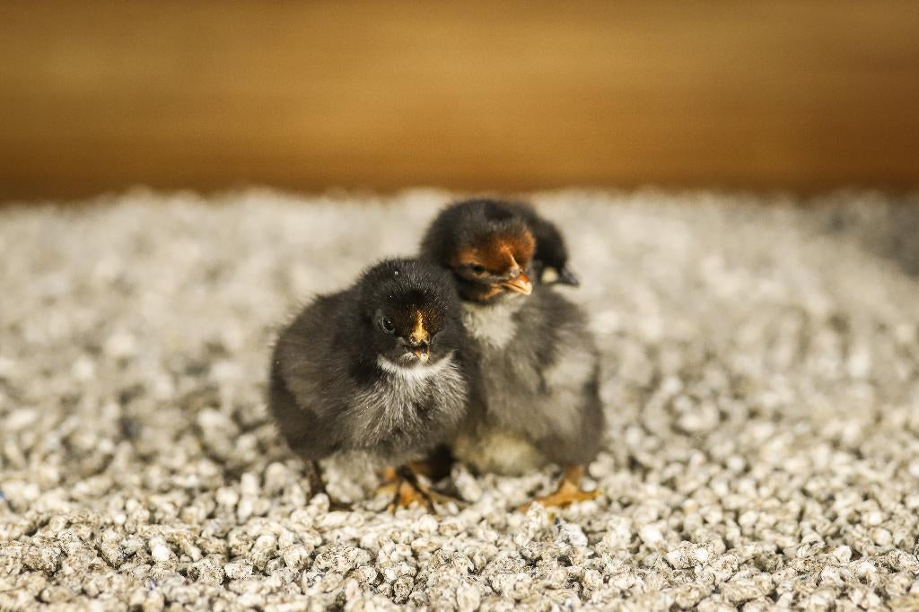 Orpington groot kippen kuikens | Gesekst en Ingeënt, Vrouwelijk, Kip