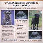 De puppy's Van Roxy zijn 2 April geboren, Parvo, Overige rassen, 8 tot 15 weken, Meerdere