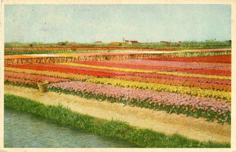 LISSE HILLEGOM SASSENHEIM – Bollenvelden 1946 (VK342), Verzamelen, Ansichtkaarten | Nederland, Verzenden, 1940 tot 1960, Gelopen